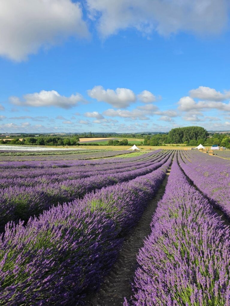 Hitchin Lavander
